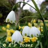 The Loddon Lily, photo photo � E.P.Tozer